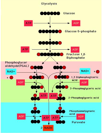 Two major phases preparatory and pat off Glucose Pyruvate, giving ATP molecules Initial ATP necessary