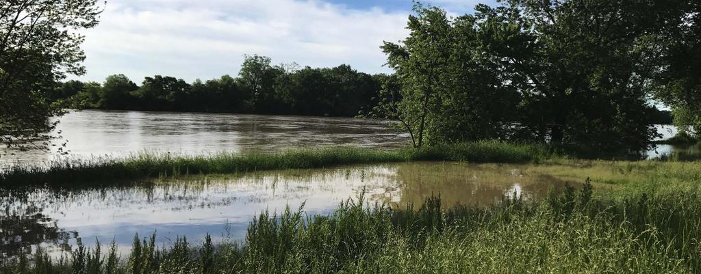 Nitrogen and phosphorus dynamics in restored riverine floodplains