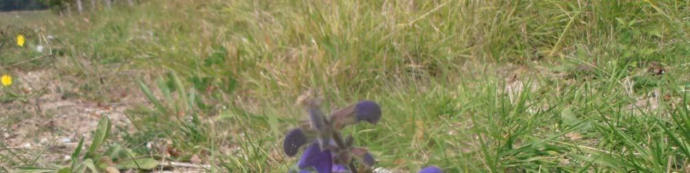 Meadow Clary is a plant where conservation efforts have struggled in the