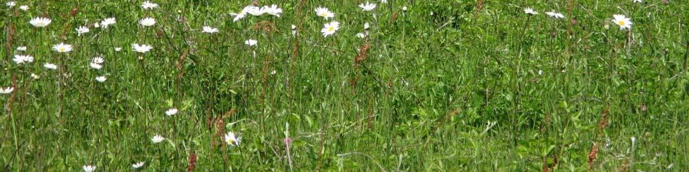 Plants like the Ox-eye Daisies in the photo, Marjoram, Red Clover and