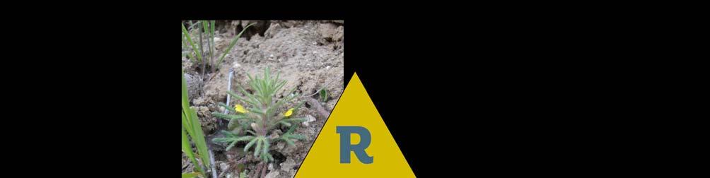 So, let's step back and have some basic plant ecology. Here's a model - the RSC triangle - which describes plant survival strategies.
