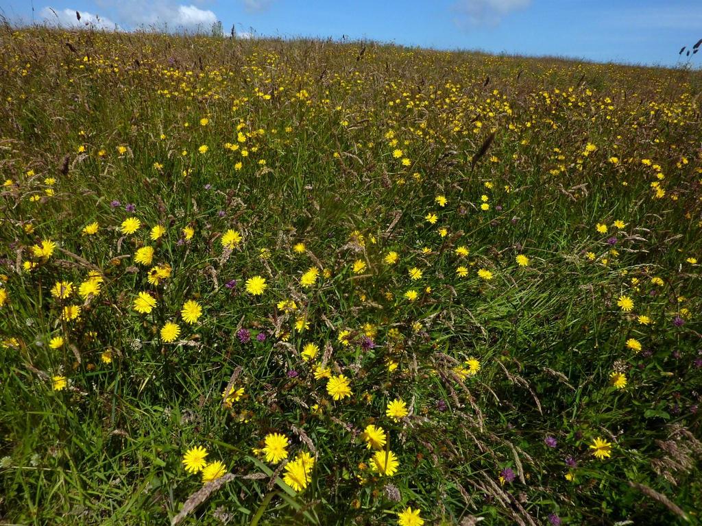 Durham Coastal Grasslands Restoration Project Further monitoring to assess