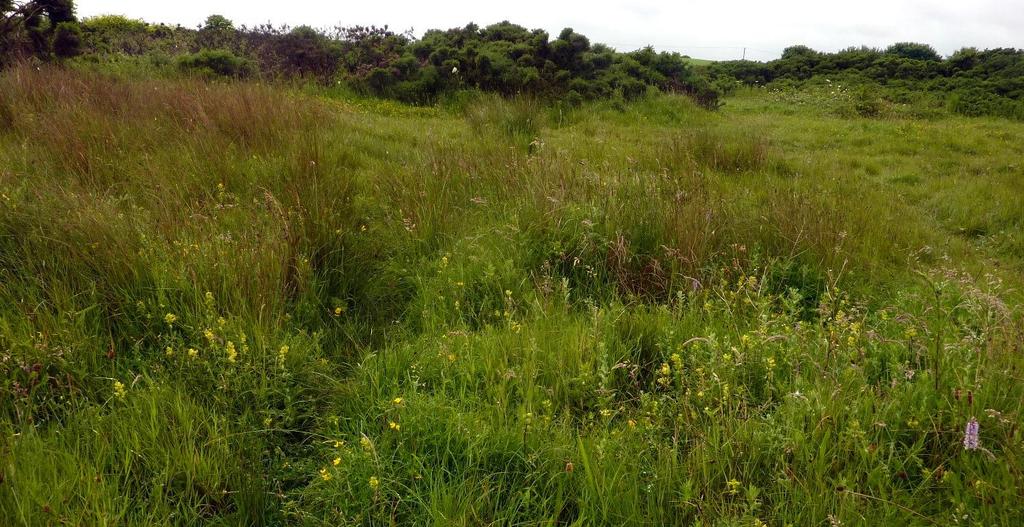 marsh arrowgrass (Triglochin palustre), a declining species of grazed baserich wetlands.