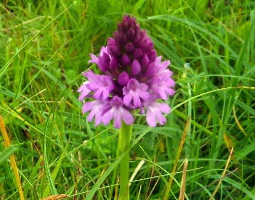 * See Appendix 1 for targeted list of recommended species Pyramidal orchid (Anacamptis pyramidalis) 3b and 3c.