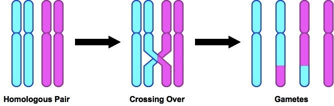 Recombination Recombination = new allele combinations form from crossing over during meiosis Variation = Survival! Example:!