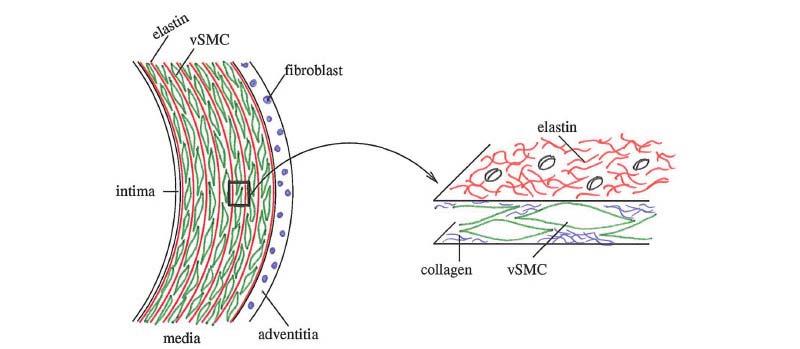 Figure 2.2: Structure of a healthy elastic artery. The intima consists of a layer of endothelial cells supported by a basal membrane.