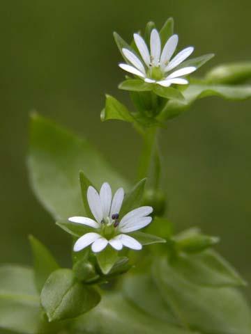 Mouse-ear Chickweed Cerastium