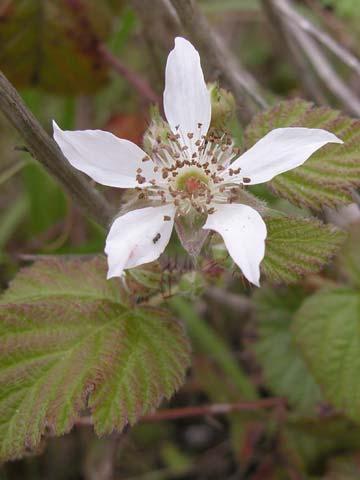 lanceolata Plantain Family Rubus