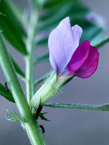 Purpletip Cut-leaf Geranium Geranium