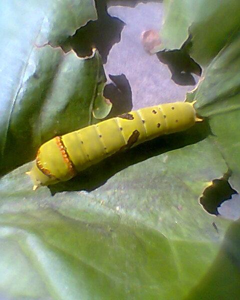 Caterpillar of P.
