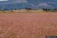 } Spotted knapweed arrived on the west coast in 1893.
