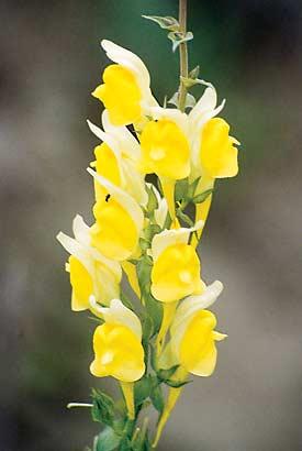 in 1874 as an ornamental } Yellow
