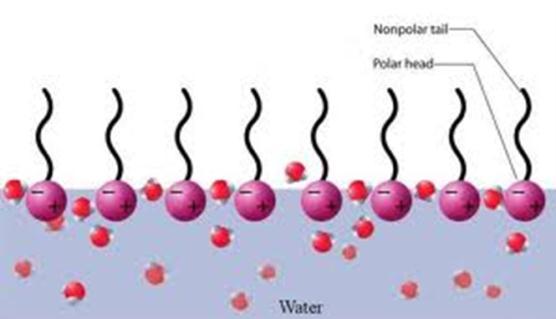 detergents Colloidal suspensions: consist of a dispersed phase (micron-sized globules of