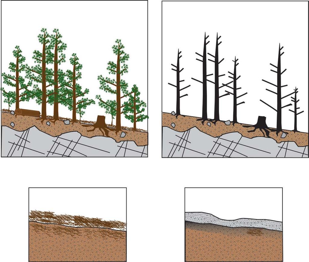 Hydrologic Impacts of Fire Changes Interception - Canopy - Litter/duff Storage - Canopy/litter - Soil Infiltration rates - Clogging -