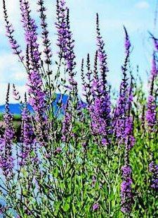 Galerucella pusilla cattail Purple