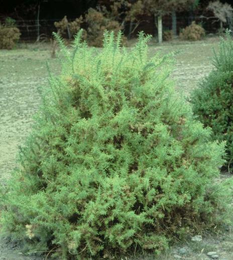 loosestrife (Lythrum salicariae) in Ontario, Canada, in 1995,