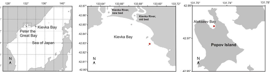 The studies on video recording of sea urchin spawning behaviour were conducted in two bays, Kievka Bay and Alekseev Bay, differing by levels of primary