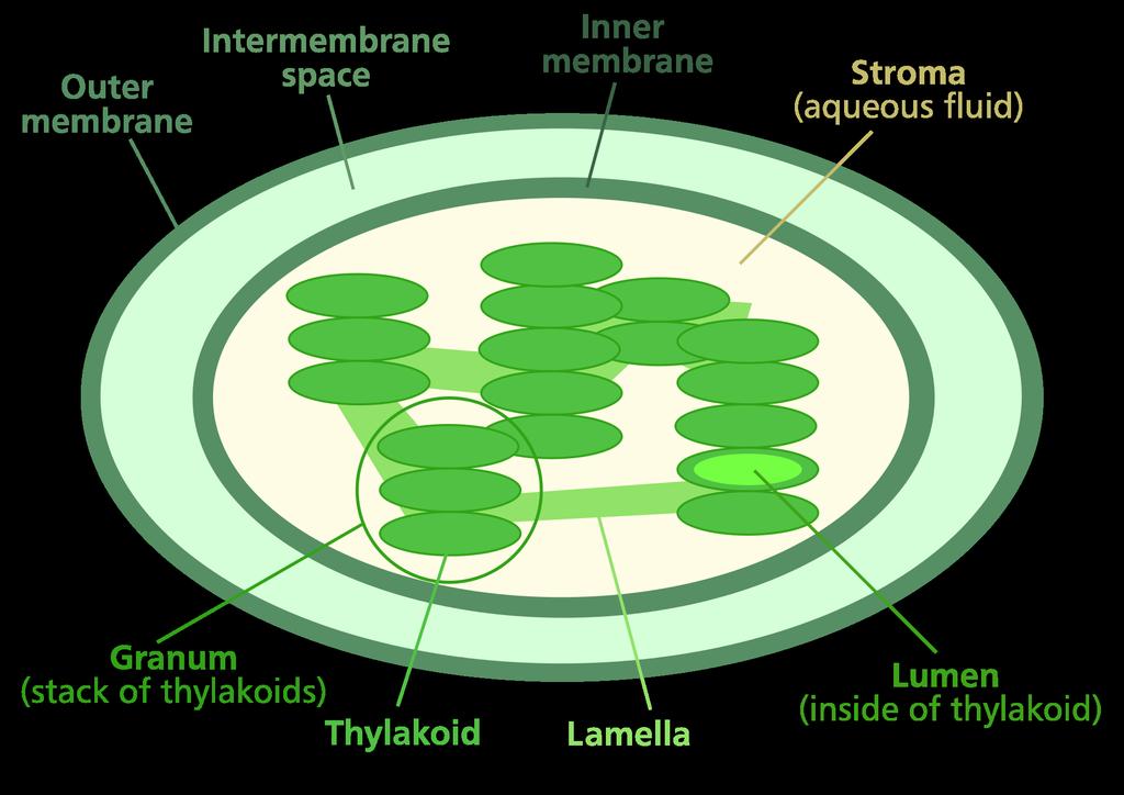 A chloroplast is made of several parts. The key is a chemical called chlorophyll. It takes in the energy from sunlight and is also what gives plants their green color.
