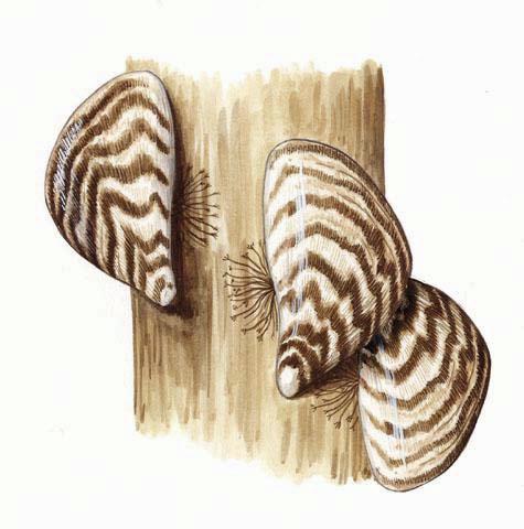 Zebra Mussels: Dreissena