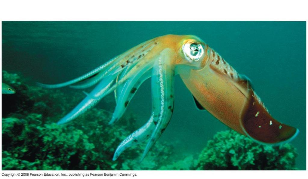 Mollusca: Cephalopods Squids use their siphon to fire