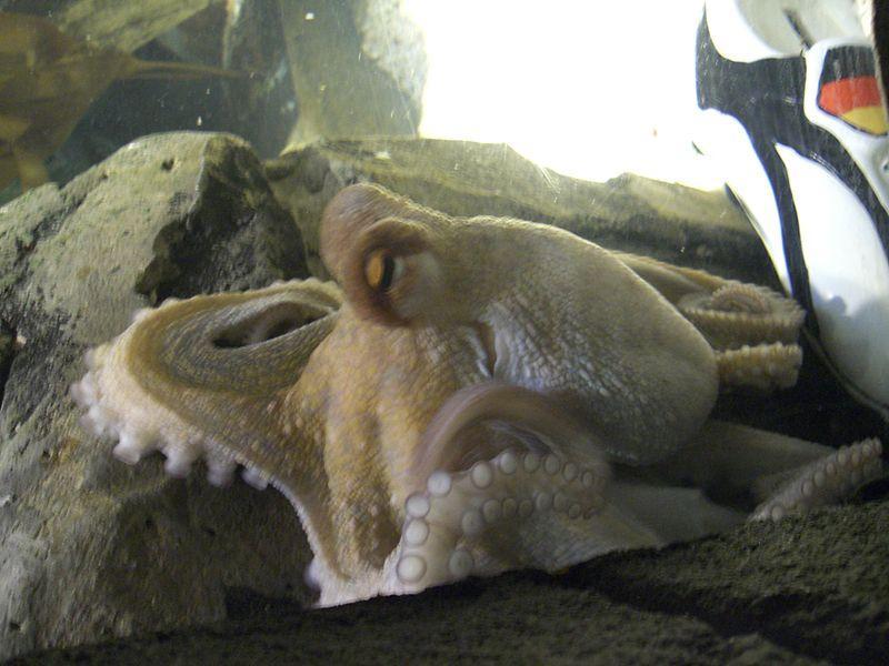 Paul the octopus There was something about the way he looked at our visitors