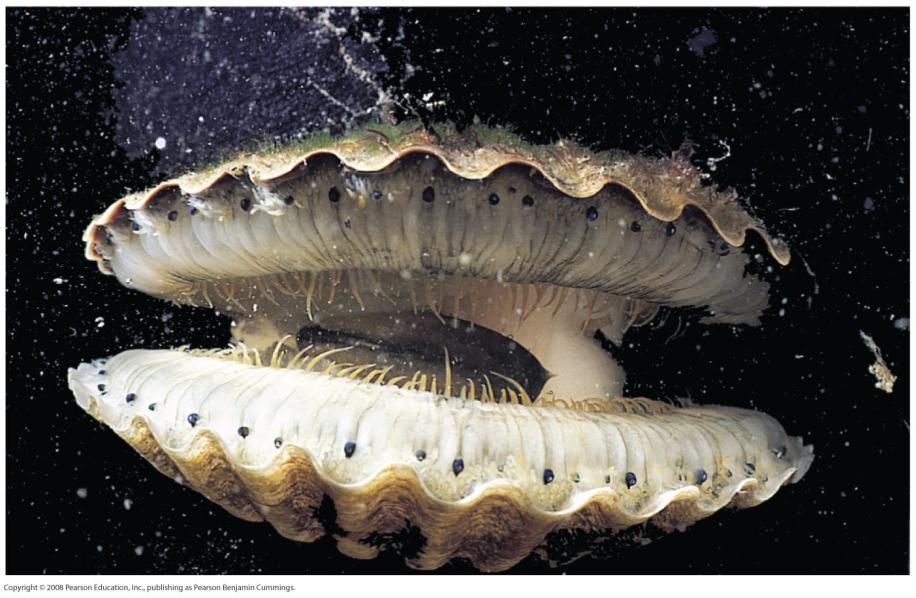 Mollusca: Bivalves Molluscs of class Bivalvia include many species of clams,