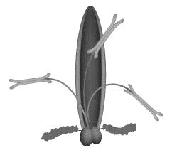4) A flower contains the reproductive parts needed for sexual reproduction. a) State whether the diagram above shows a wind pollinated plant or an insect pollinated plant.