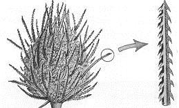 ii) Explain how the above-mentioned dispersal works. c) The diagram below shows a different seed.