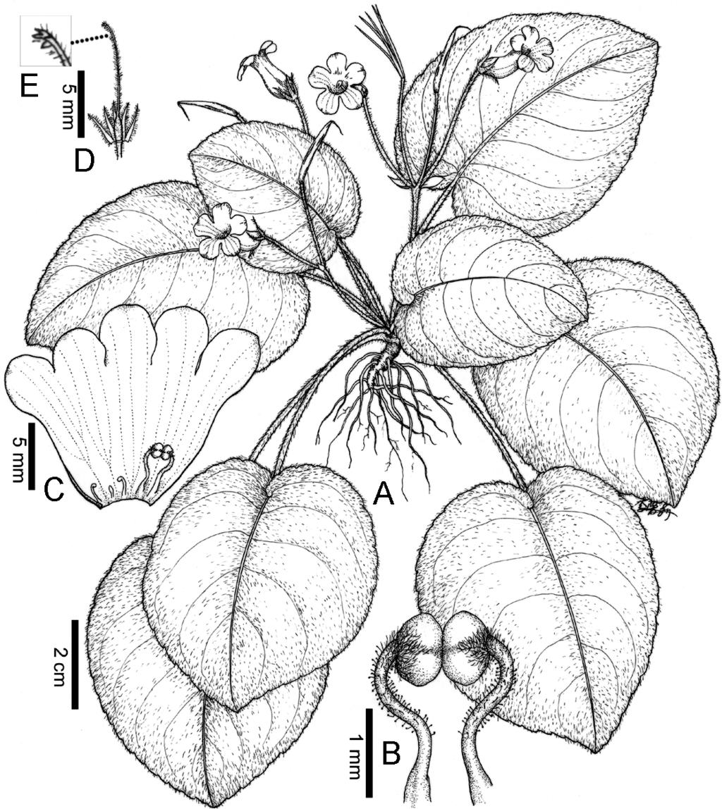 Ann. BOT. Fennici Vol. 47 Chirita auriculata, a new species from China 223 Fig. 1. Chirita auriculata (from the holotype, drawn by A. L. Li). A: Flowering plant. B: Stamens.