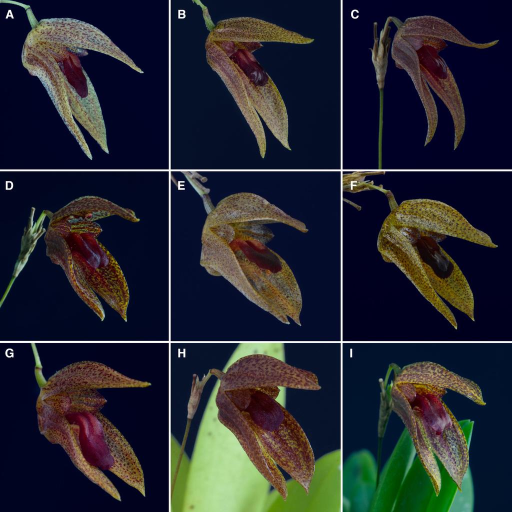 198 LANKESTERIANA Figure 8. Comparison of the flower morphology of individuals of Specklinia condylata: A. (D. Bogarín 7855, Costa Rica). B. (M. Fernández 173, Costa Rica). C. (M. Fernández 171, Costa Rica).