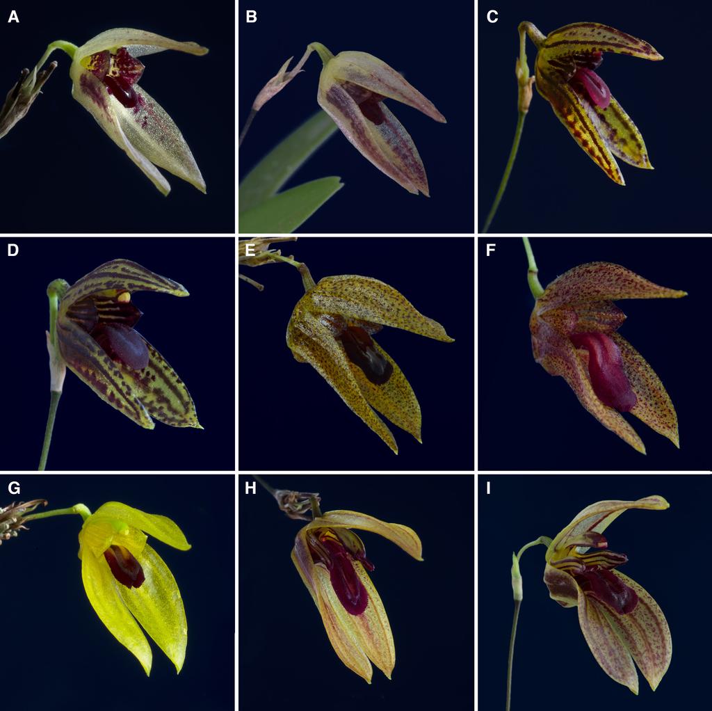 190 LANKESTERIANA Figure 2. Flower morphology of: A. Specklinia acoana (D. Bogarín 9352). B. Specklinia acoana (JBL-11957). C. Specklinia berolinensis (F. Pupulin 2325). D. Specklinia berolinensis (A.