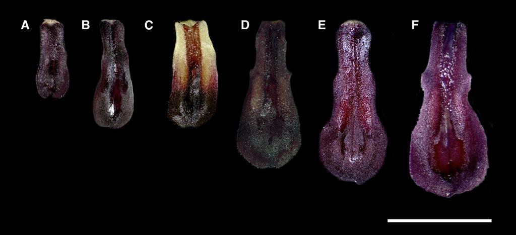 Bogarín et al. The Specklinia condylata Group 193 Figure 4. Comparison of lips (front view): A. Specklinia acoana (D. Bogarín 9352). B. Specklinia berolinensis (F. Pupulin 2325). C. Specklinia icterina (D.