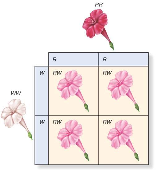 Beyond Mendel Define incomplete dominance. Refer to the Punnett square to describe this example of Four O clock flowers.