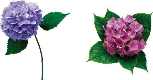 Genetics and the Environment Hydrangea Are genes the only determinate of traits?