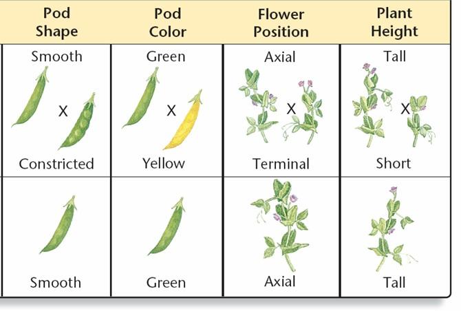 Characters & Traits Mendel s Characters, P Crosses, & F1 Results Mendel s F1 Crosses on Pea Plants Mendel repeated the same experimental procedure over a great many trials.