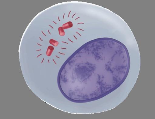 Phases of Meiosis Identify (label) as much as possible on