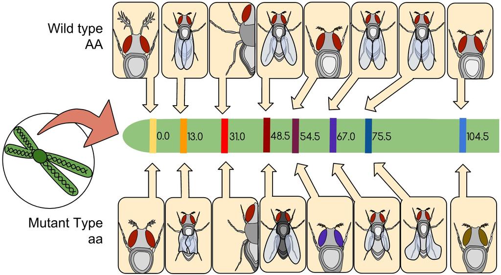 Genetic Mapping Aristaless Dumpy Dachs Black Purple Vestigial Curved Brown Review the number of chromosomes and homologous pairs in Drosophila. (Note that this is a gene map of chromosome #2.