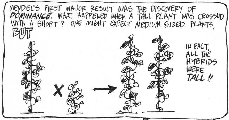 Genes and Dominance This cartoon represents only one of Mendel s experimental crosses for only one character, which one? Why might one expect medium-sized plants? Which hypothesis would this support?