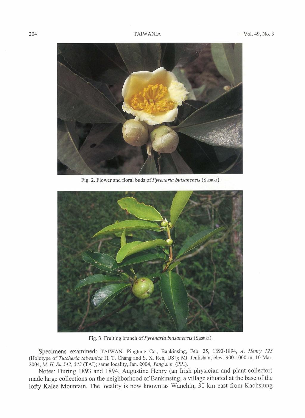 204 TAlWANIA Vol. 49, No. 3 Fig. 2. Flower and f10ral buds of Pyrenaria buisanensis (Sasaki). Fig. 3. Fruiting branch of Pyrenaria buisanensis (Sasaki) Specimens examined: T AIW AN. Pingtung Co.