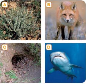 UNIT 5. RELATIONSHIPS IN ECOSYSTEMS ACTIVITIES CHECK YOUR LEARNING Answer the following questions. Use full sentences and be careful with your handwriting. INTERRELATIONSHIPS. FOOD CHAINS & FOOD WEBS.