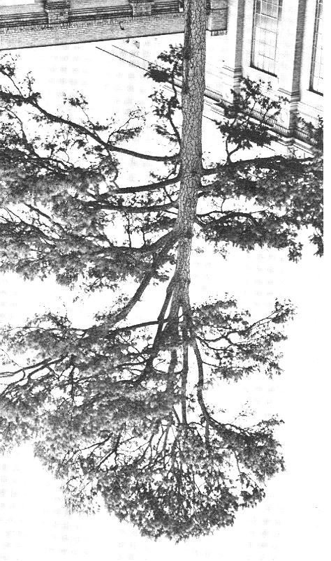 When there is weak apical control, lateral branches can grow upward and act as leaders, leading to a decurrent or rounded growth form. Older trees often revert to a decurrent growth form.