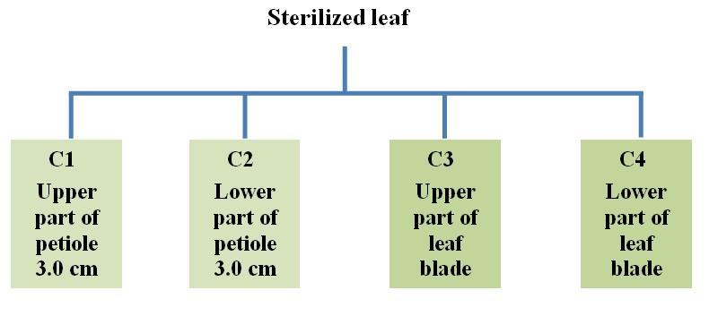 Direct injection of explants with bacteria Agrobacterium rhizogenes R1601 suspension was prepared as described (AL-Nema, 2001). A group of sterilized leaves similar in sizes were selected.
