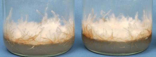 (2) Production of agropine positive rapid propagation transgenic hairy root cultures (2 weeks old) of sugarbeet derived from C3 explants directly injected with A. rhizogenes R1601.