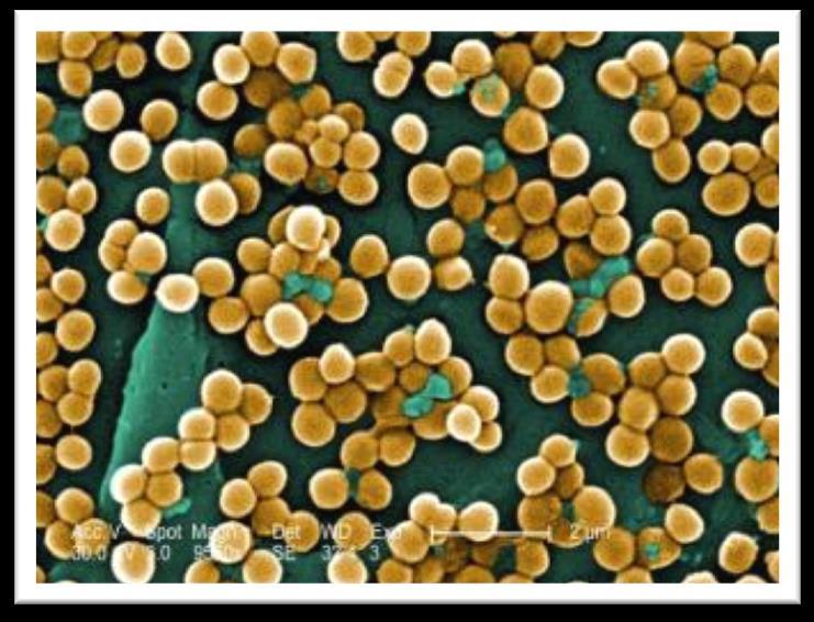Prokaryotes Staphylococcus GRAM-POSITIVE Facultative anaerobe coccus-shaped Coccus-shaped bacteria, which divides in a way that results in grape-like clusters.