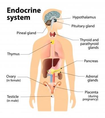 Organ Systems Endocrine System