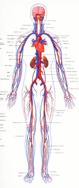 Organ Systems Circulatory System