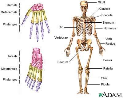 Organ Systems Skeletal System Bones