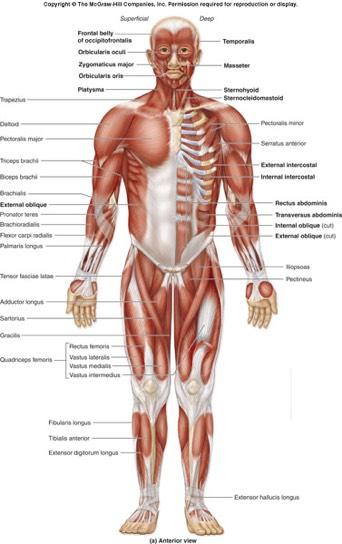 Organ Systems Muscular System