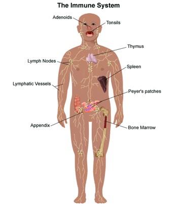 Organ Systems Lymphatic/Immune System Includes