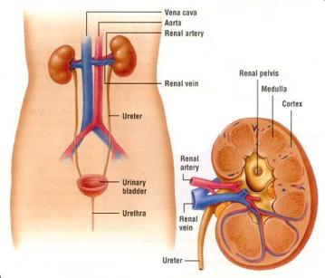 Organ Systems Excretory System